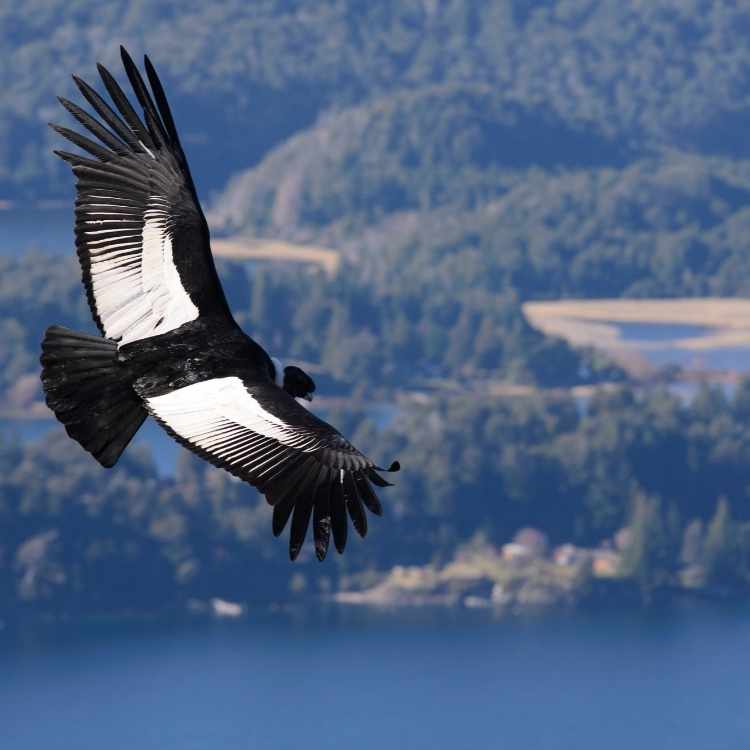 Condor spiritual animal
