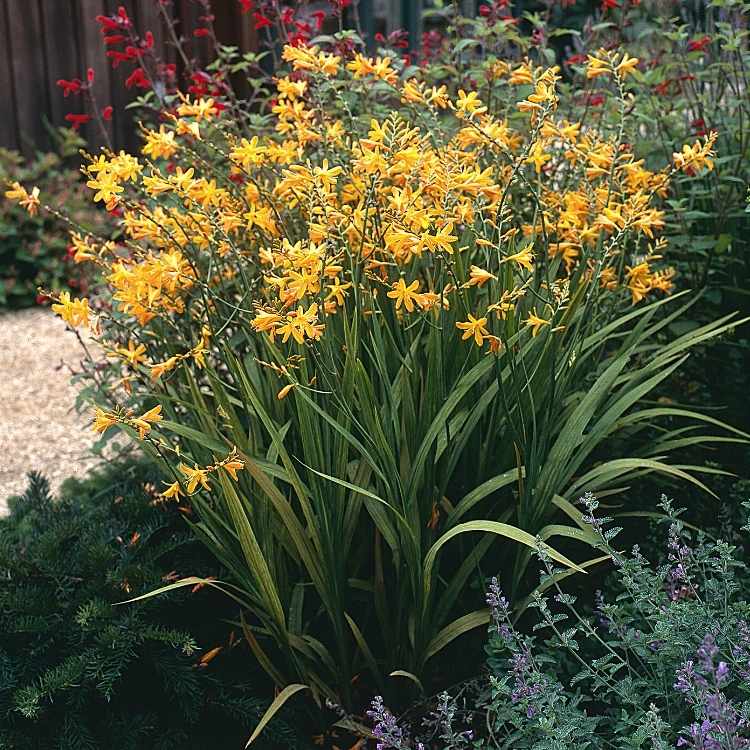 Crocosmia flowers representing fiery confidence and resilience