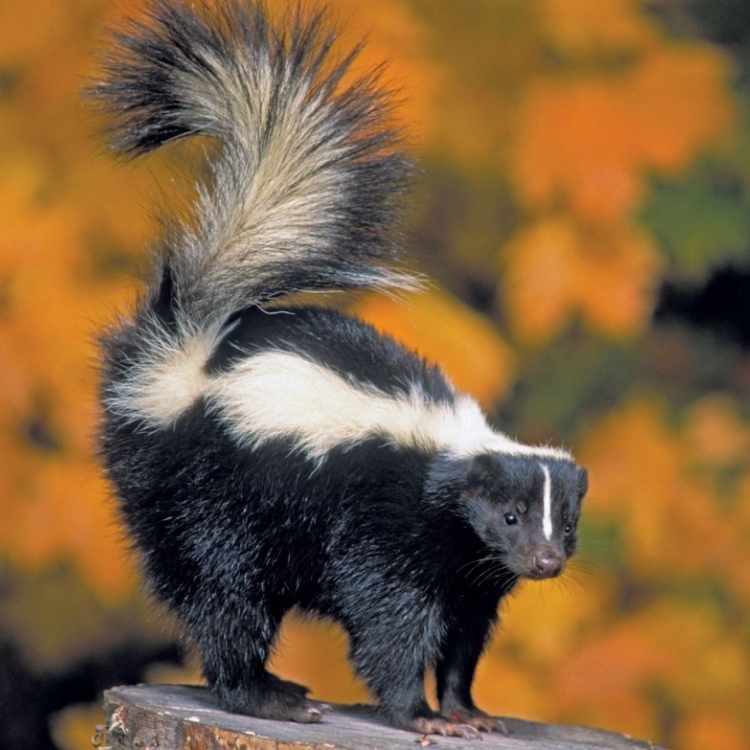 skunk symbolism: dreaming of skunks