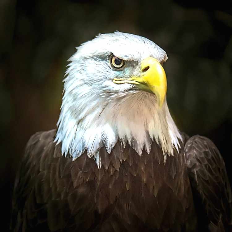 eagle representing confidence
