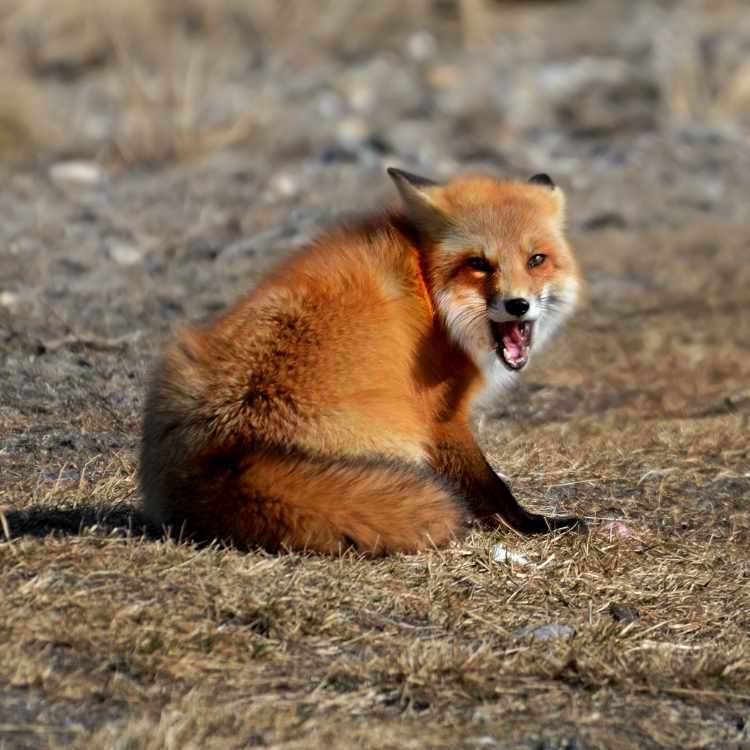 fox greed