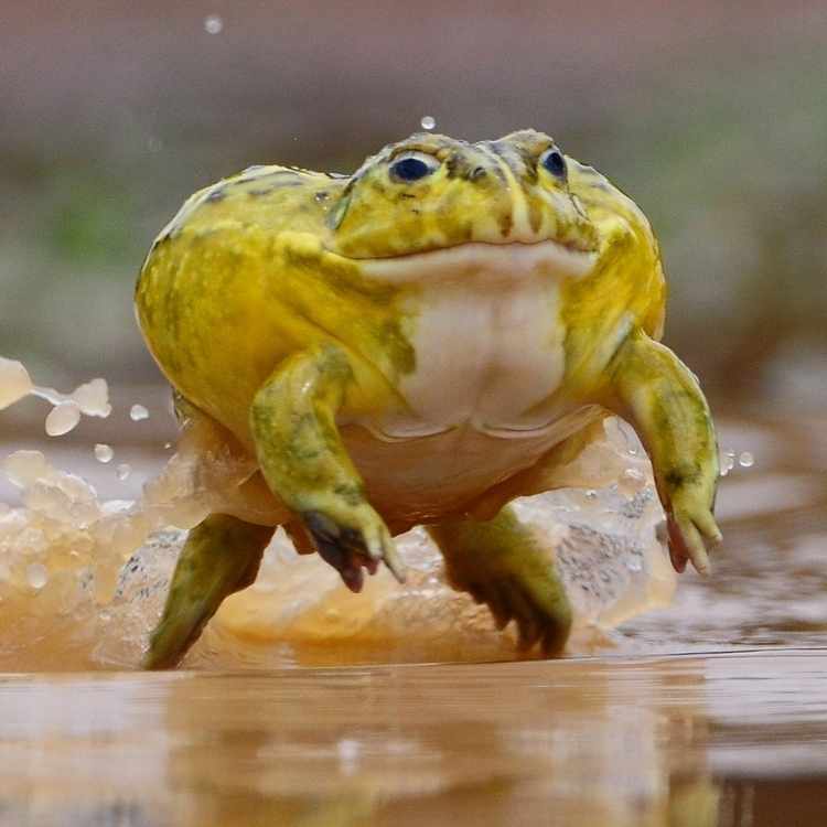 frog greed The Greed Paradox: 10 Animals That Teach Us When Self-Interest Is Actually Beneficial