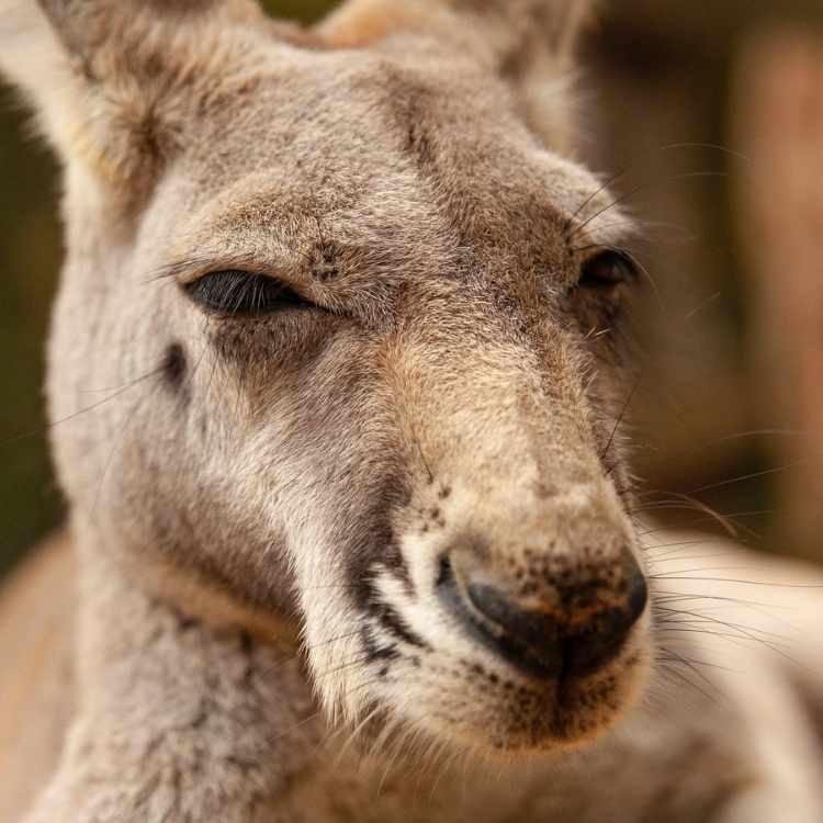 Spiritual dream interpretation of kangaroo symbolism