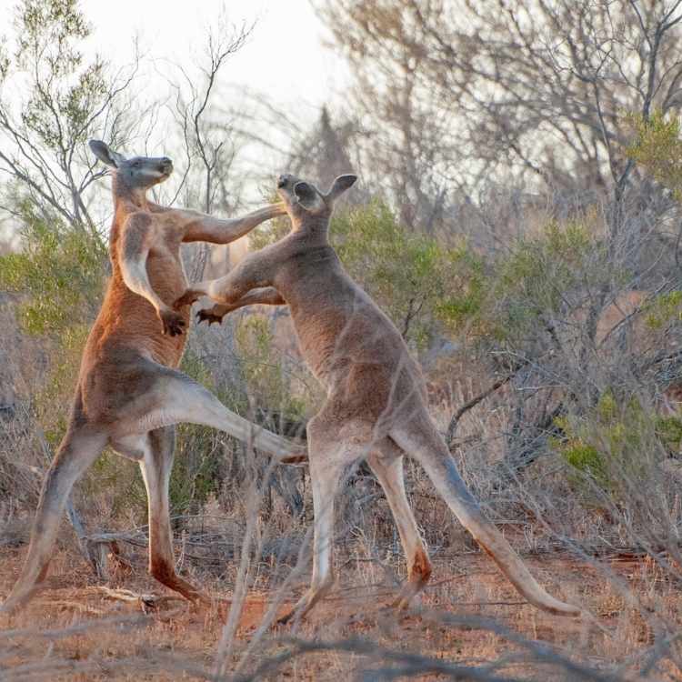 kangaroo fight totem
