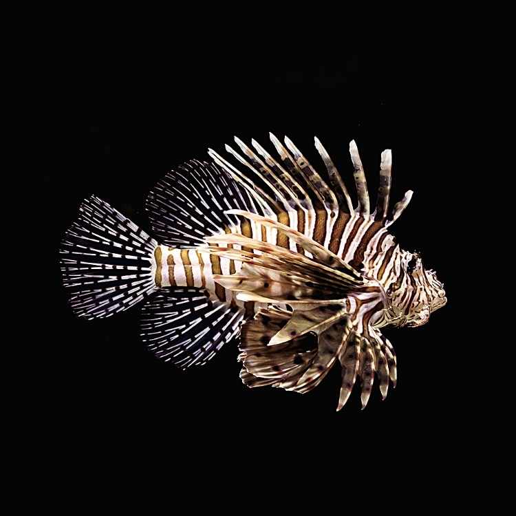 lion fish representing confidence