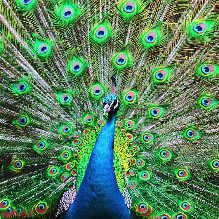 Peacock with vibrant feathers representing expressive confidence