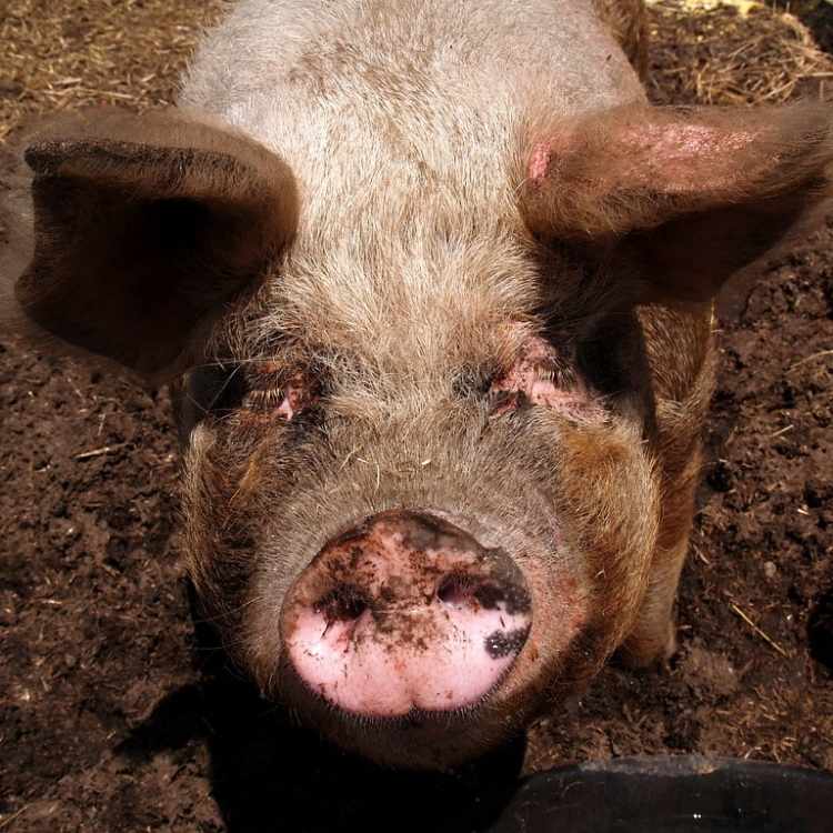 pig greed 1 The Greed Paradox: 10 Animals That Teach Us When Self-Interest Is Actually Beneficial