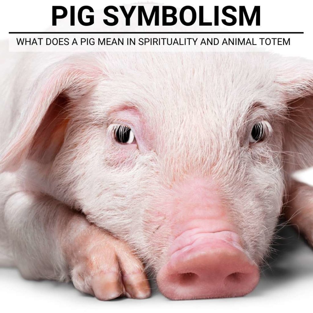 pig symbolism