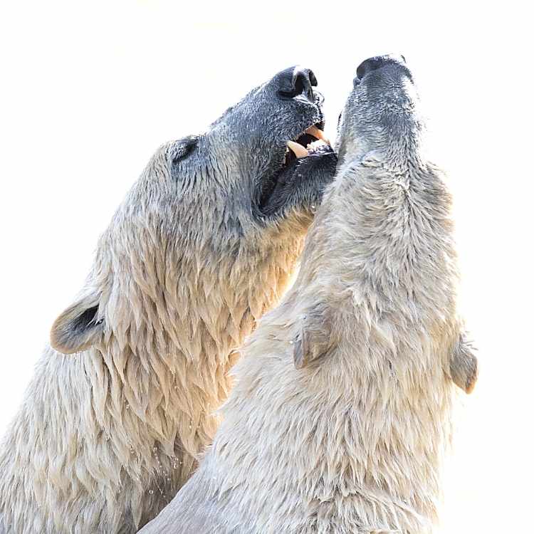 polar bear dream