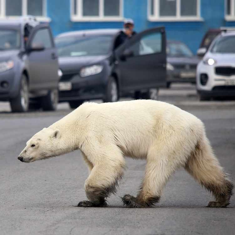 polar-bear meaning