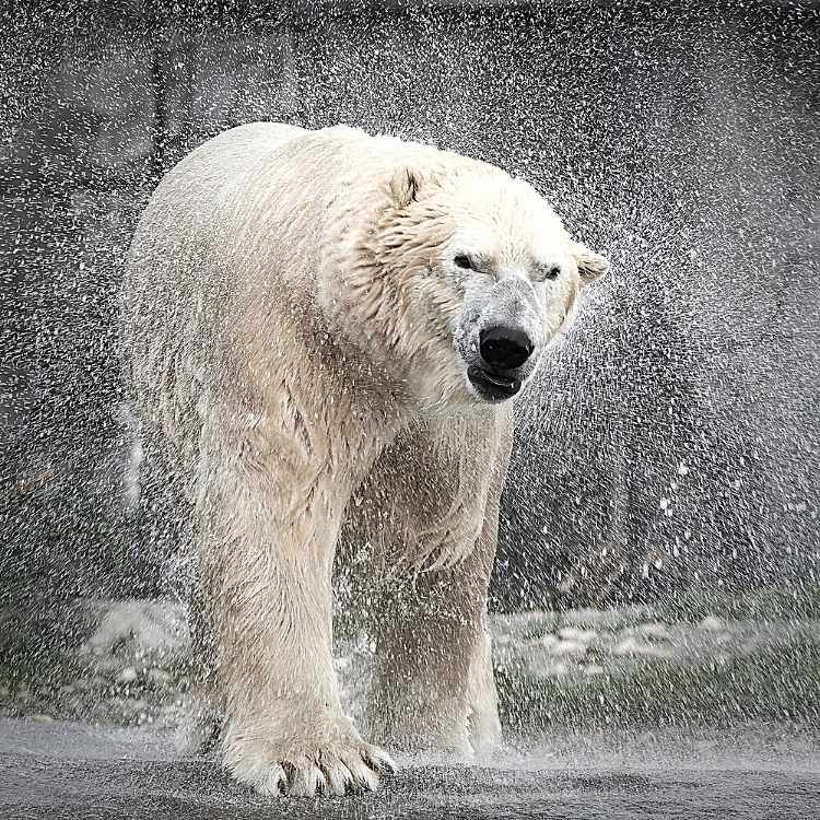 polar bear totem animal