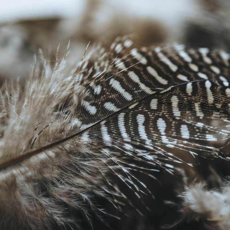 quail feather