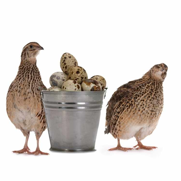 Quail Symbolism - The Spirit Animal And Totem Quail Symbolism - The Spirit Animal And Totem