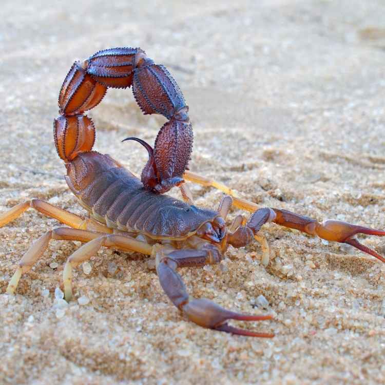 scorpion resilience Symbolism For Resilience: What It Means and Represents In Nature