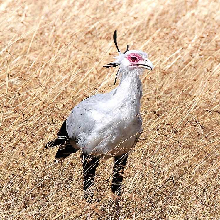 Secretary bird representing poise and confidence