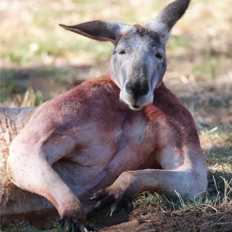 Spiritual kangaroo representing balance and strength