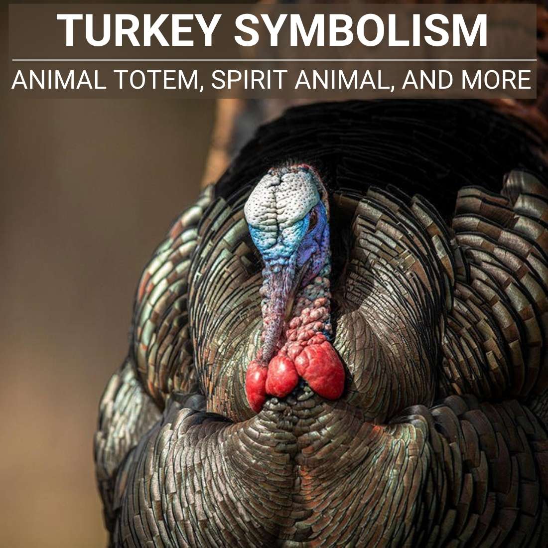 turkey Symbolism2 Bird Symbolism