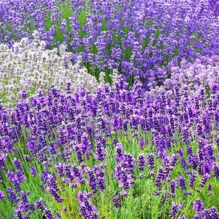 types of lavender Lavender Symbolism - The Spiritual Meaning Of This Fragrant Flower