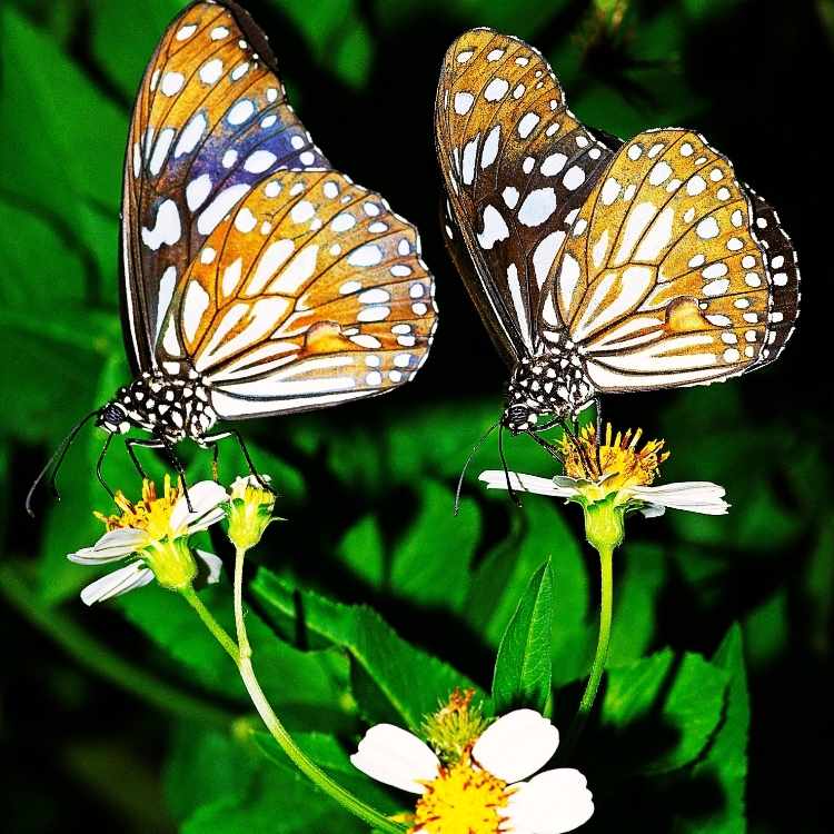 2 butterflies together