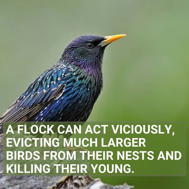 A flock killing other birds