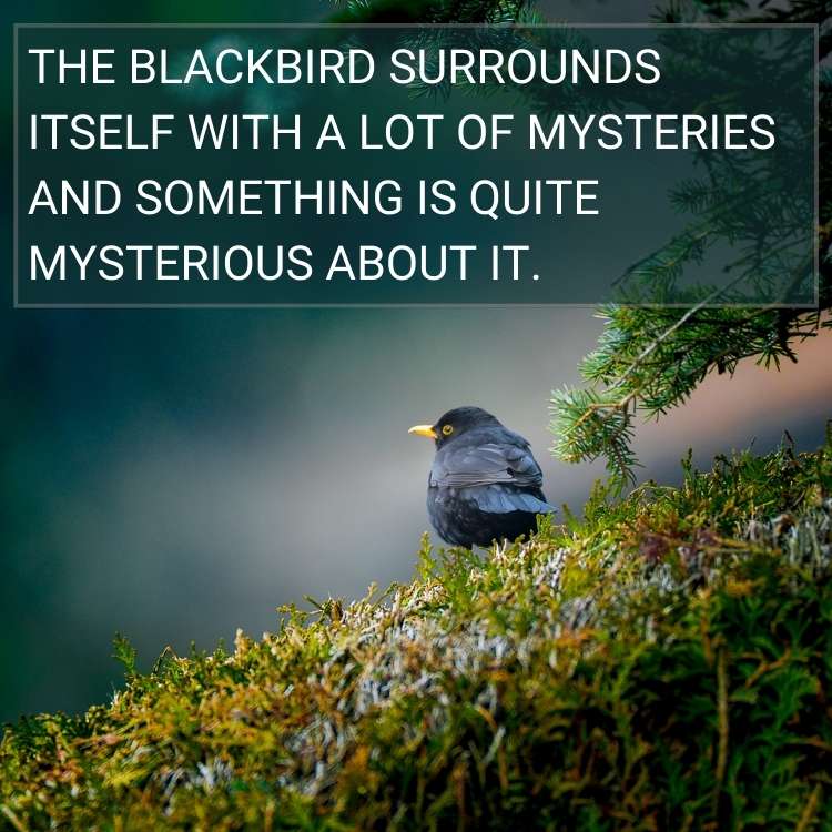 Blackbird surrounds itself with mysteries.