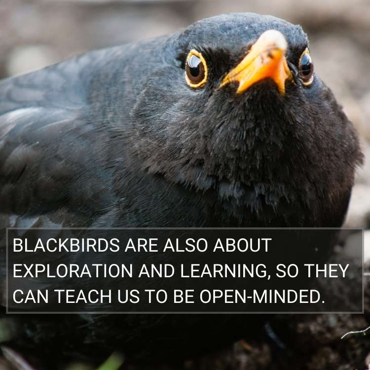 Blackbirds are also about exploration