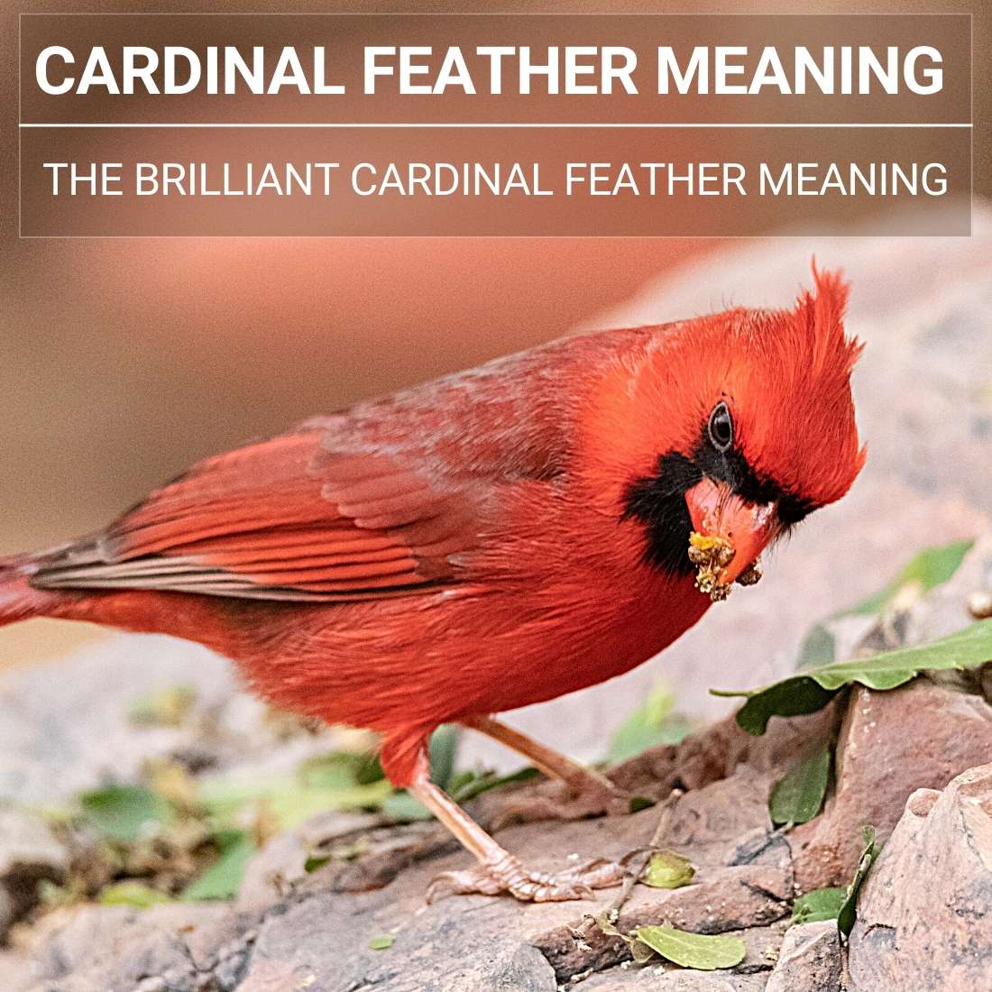 Cardinal feather meaning