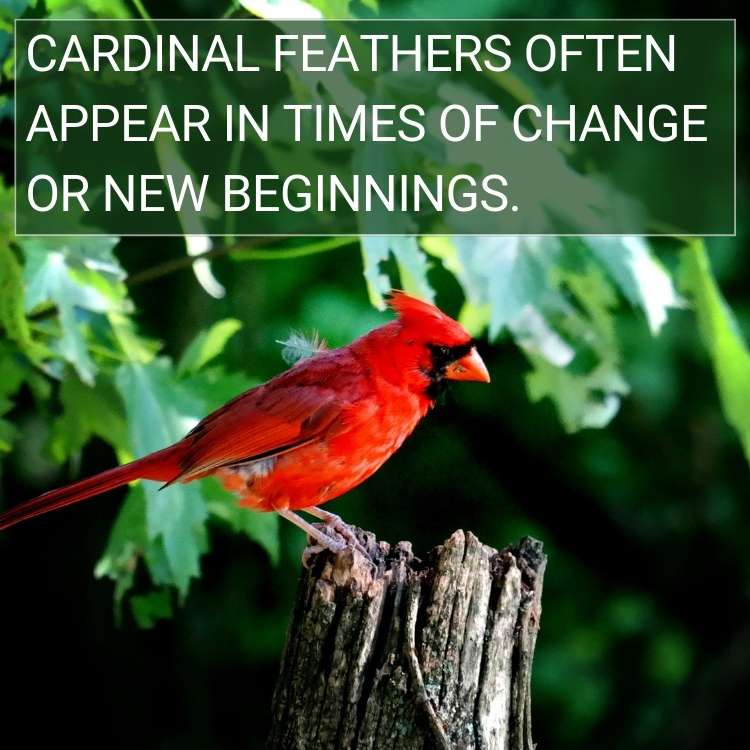 Cardinal feathers change