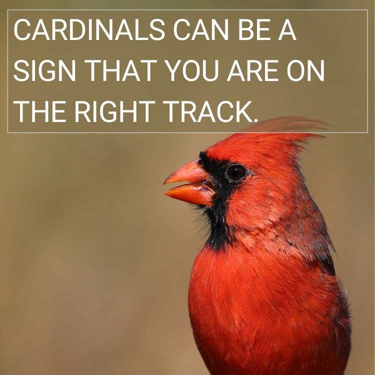 Cardinals sign for right track