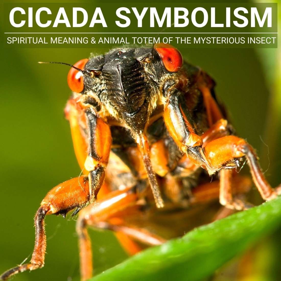 Cicada Symbolism