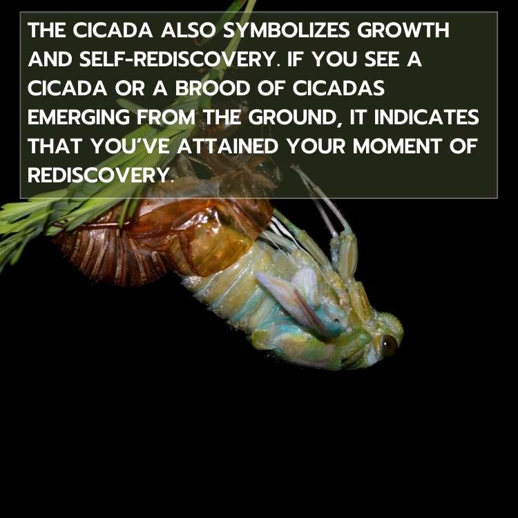Cicada symbolizes growth