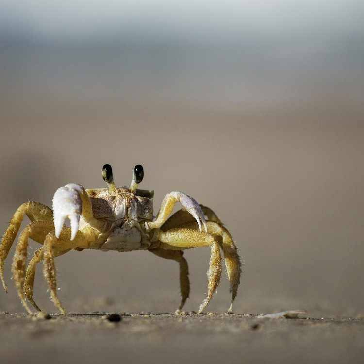 Crab