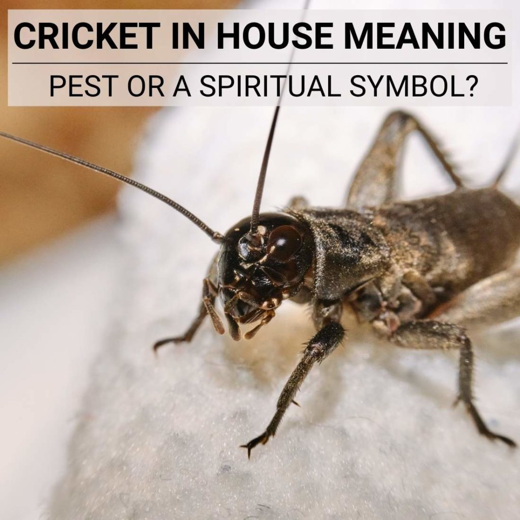 Cricket In House Meaning