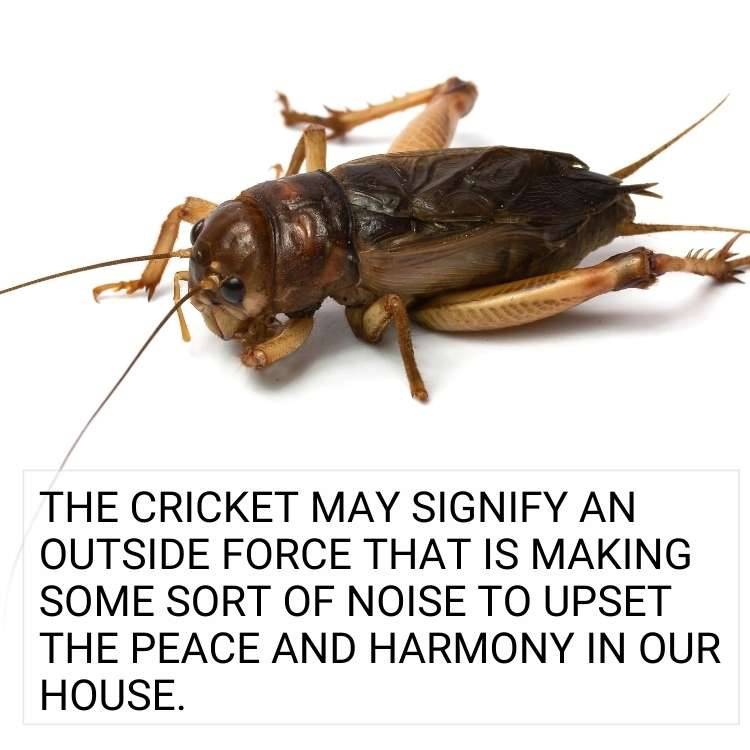 Cricket signifies peace Cricket In House Meaning - Pest or A Spiritual Symbol?