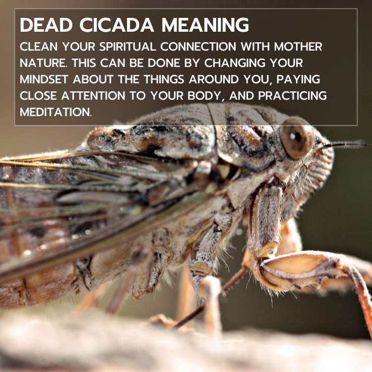 Dead Cicada meaning