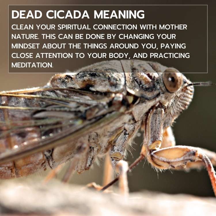 Dead Cicada meaning
