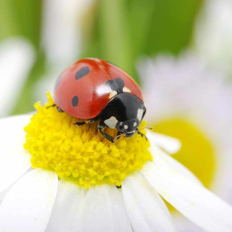 Dead Ladybug Meaning