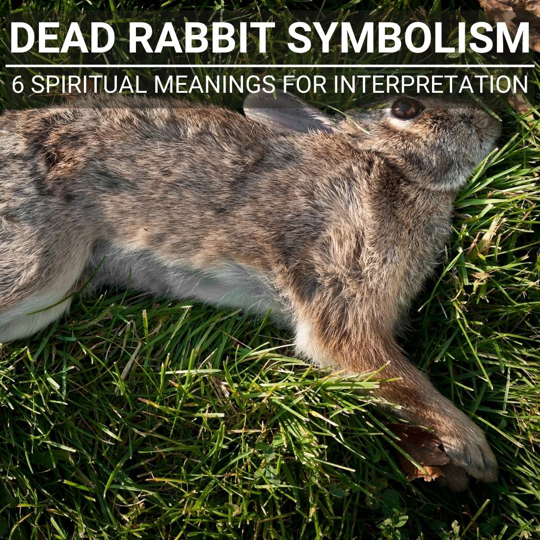Dead Rabbit Symbolism