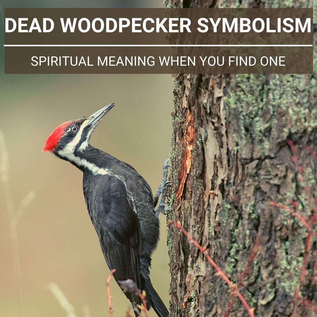 Dead Woodpecker Symbolism