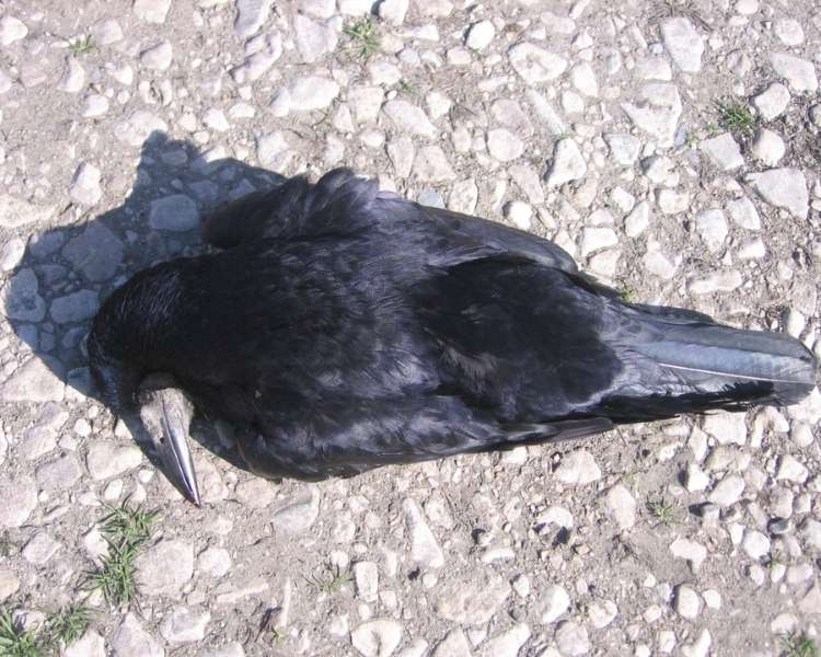 Dead_crow_4