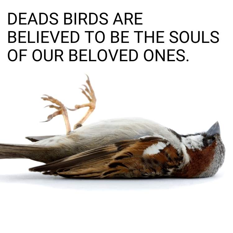 Deads birds souls of beloved ones