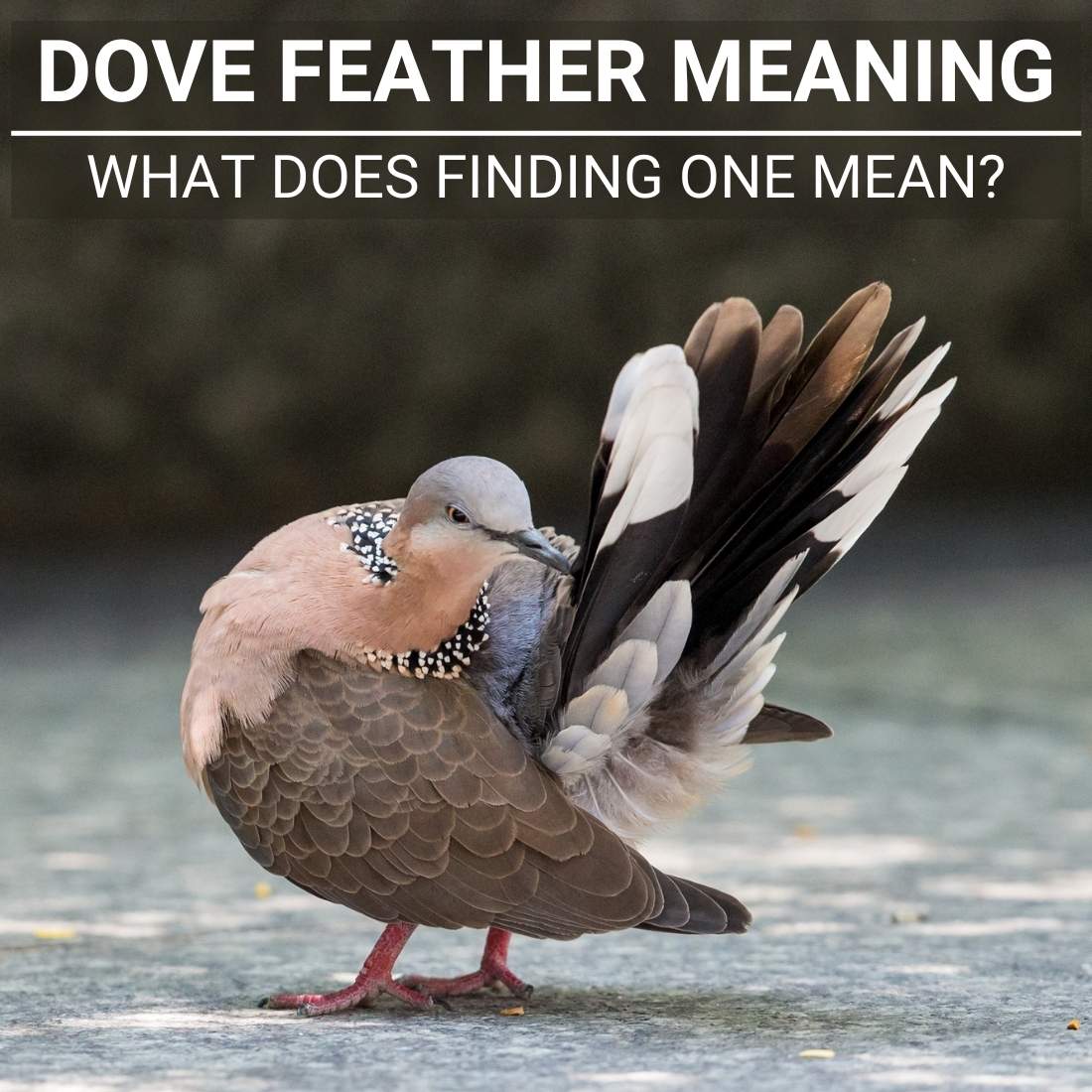 Dove Feather Meaning