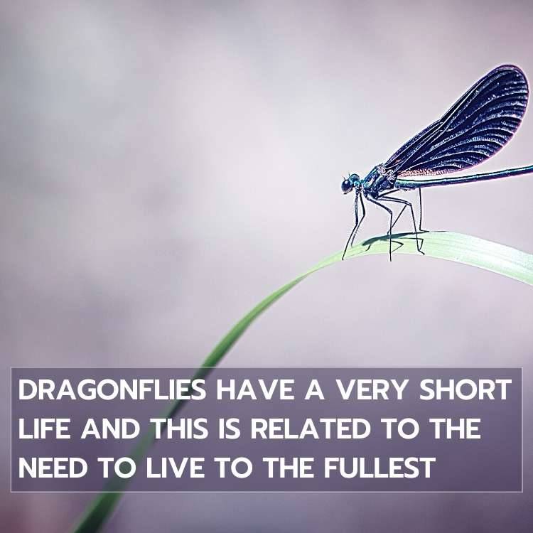 Dragonflies short life