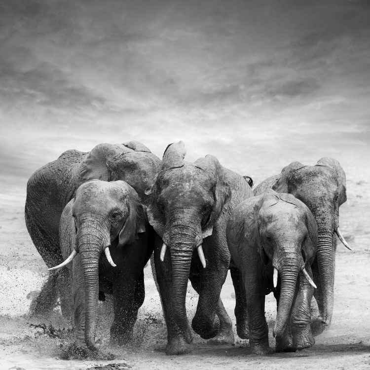 elephants - animals representing time