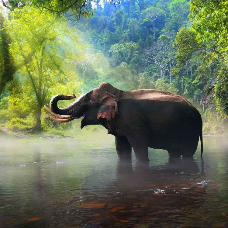 Elephant spiritual Symbolism Elephant Symbolism: The Elephant as an Animal Totem and Spirit Animal