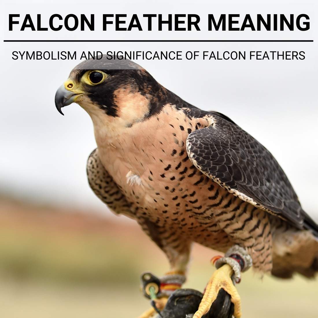 Falcon Feather Meaning
