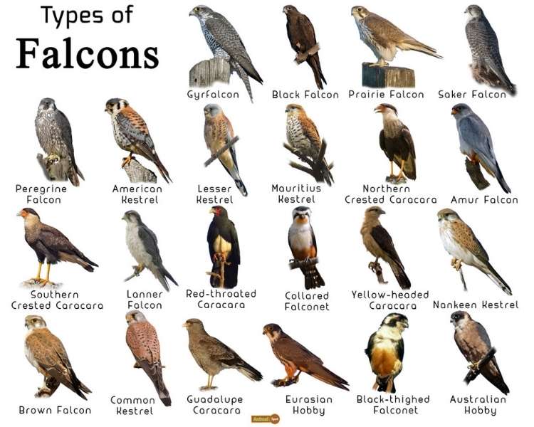 Falcons and their feathers