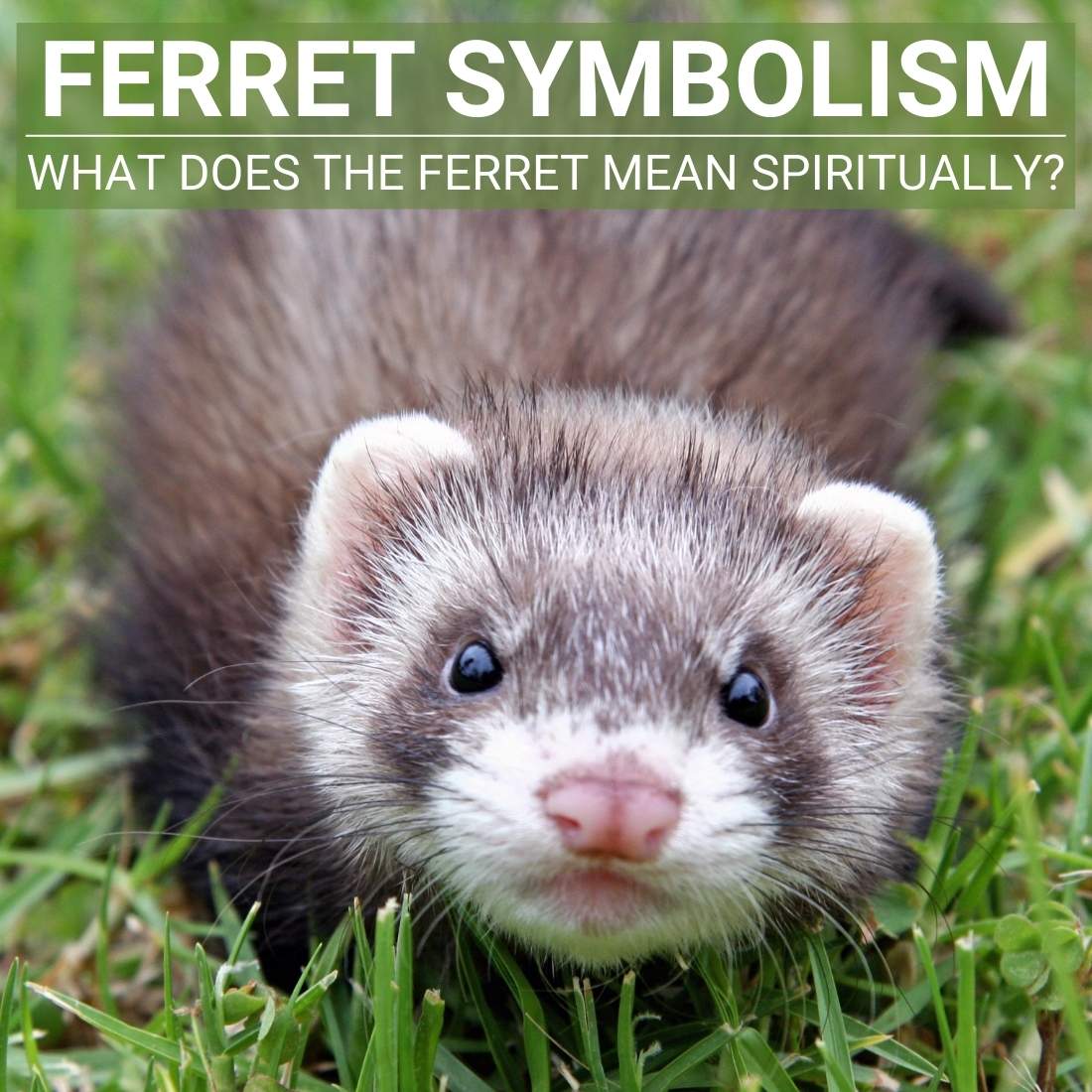 Ferret Symbolism