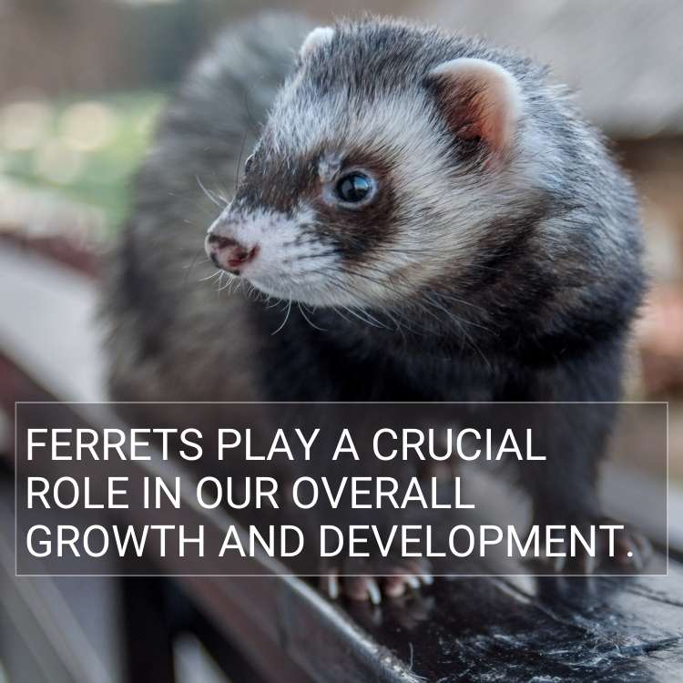Ferrets growth and development What is the Spiritual Meaning of A Ferret?