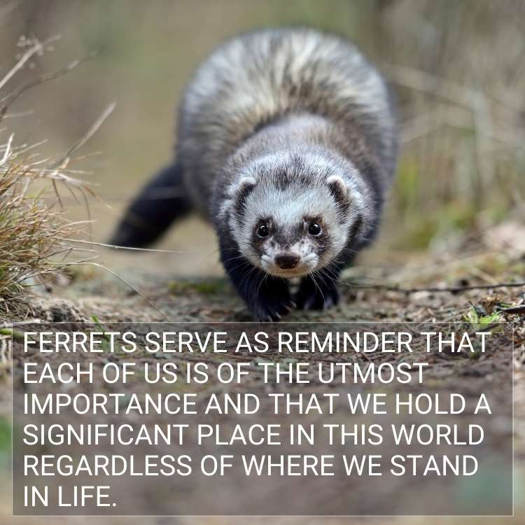 Ferrets importance